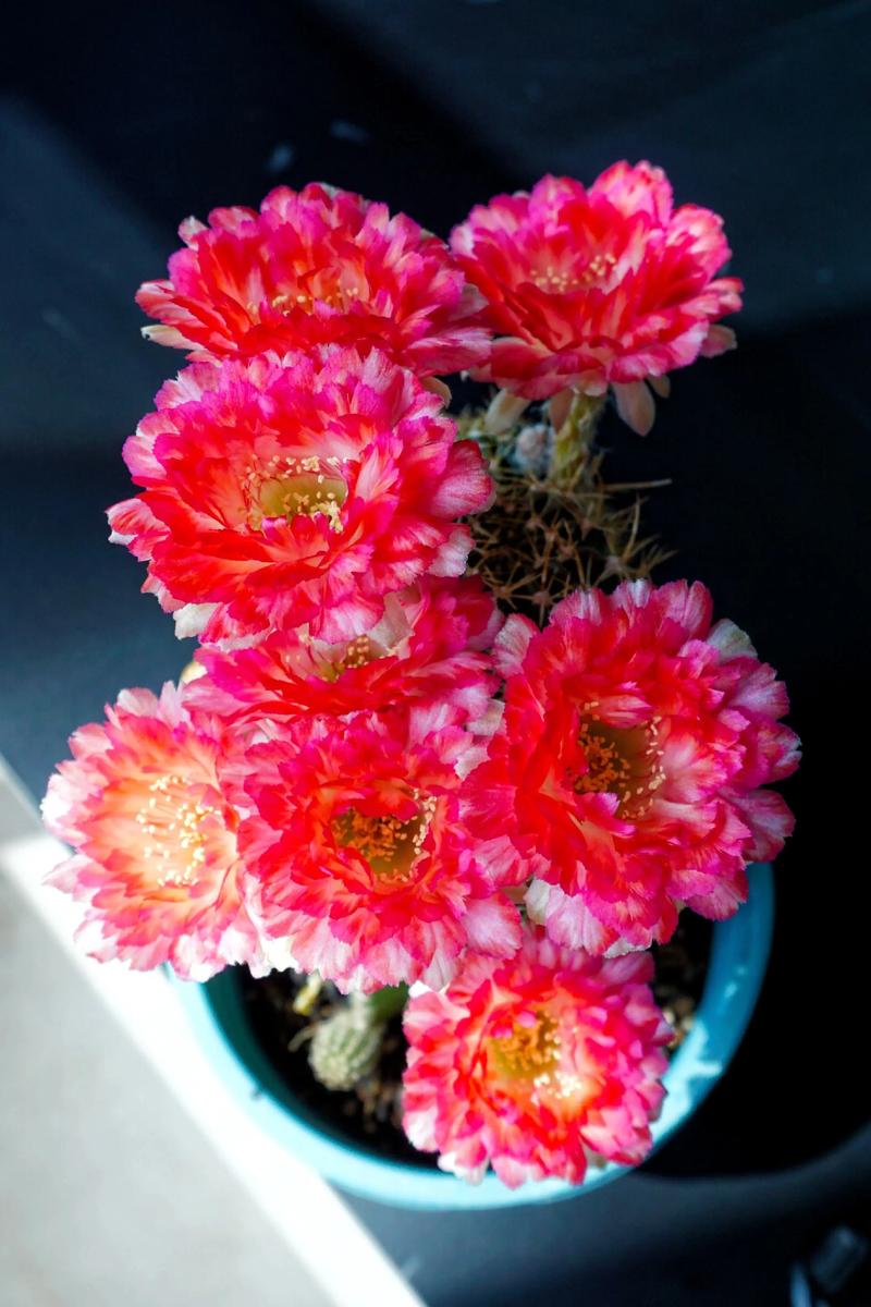 丽花仙人球花期长吗?全面解析开花周期与养护要点 影响开花的关键因素(含具体参数)