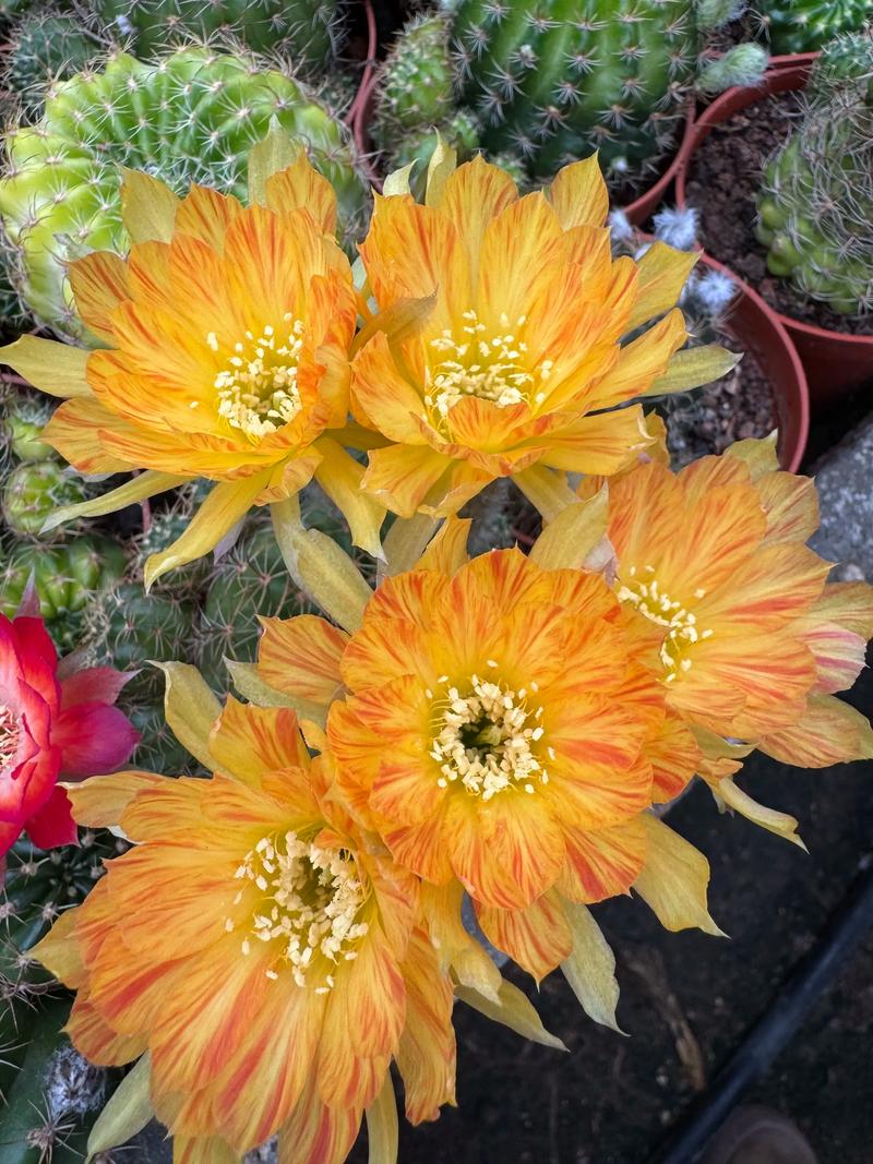 丽花仙人球花期长吗?全面解析开花周期与养护要点 促花养护步骤(可执行操作细节)