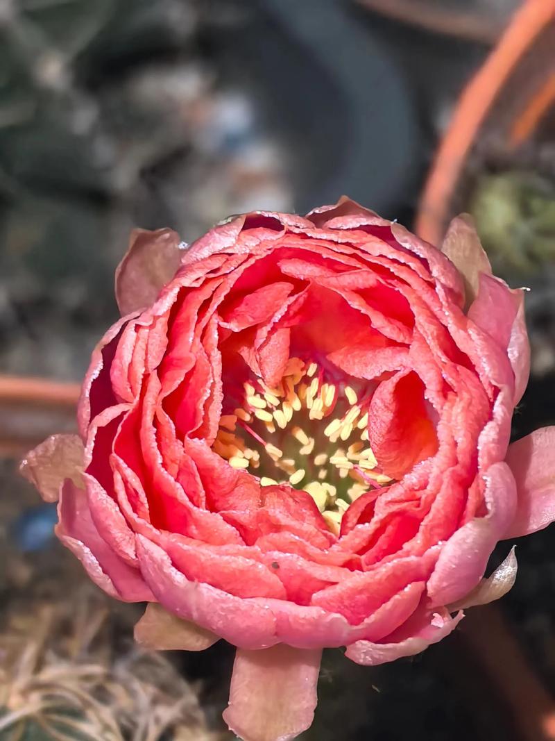 丽花仙人球花期长吗?全面解析开花周期与养护要点 不开花常见原因与解决方案
