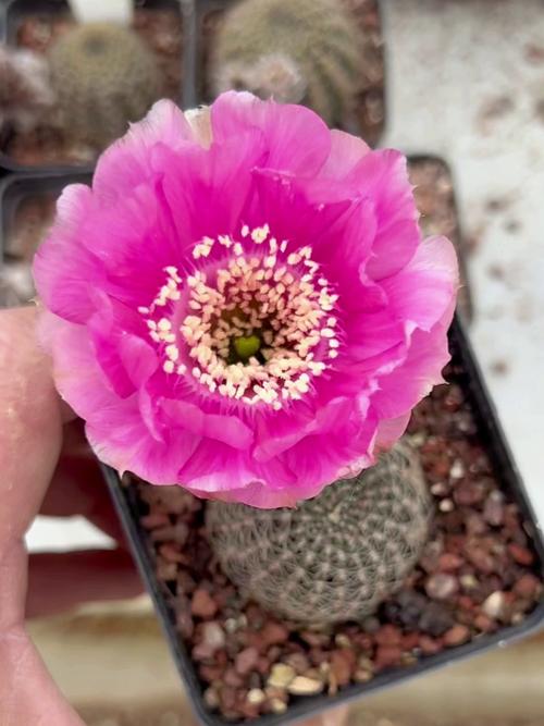 丽花仙人球花期长吗?全面解析开花周期与养护要点 总结