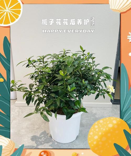 栀子花养护全攻略:浇水、施肥、修剪与促花实战指南 光照:喜光但怕暴晒,充足散射光才能孕育花芽