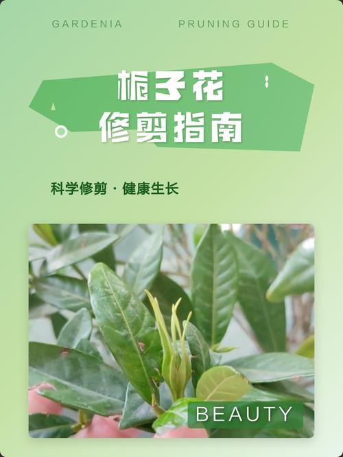 栀子花养护全攻略:浇水、施肥、修剪与促花实战指南 换盆:提供充足生长空间,是开花的基础保障