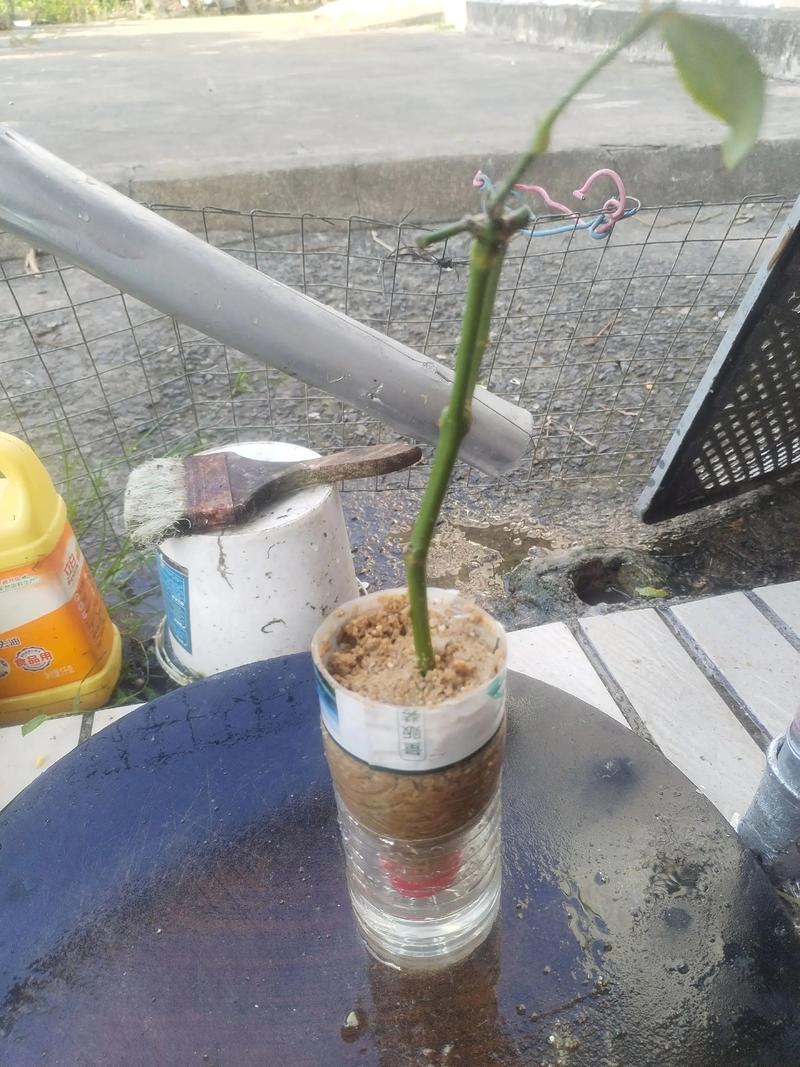 玫瑰苗怎么种成活率高?七个关键步骤让你的月季苗扎根快、不僵苗 二、土壤环境:疏松透气是核心