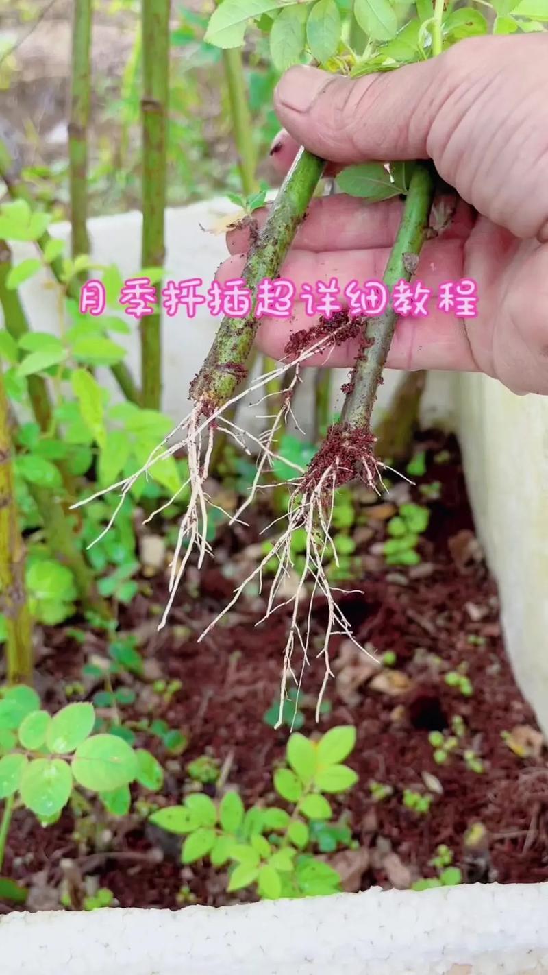 玫瑰苗怎么种成活率高?七个关键步骤让你的月季苗扎根快、不僵苗 六、缓苗管理:遮阴保湿,避免强光刺激