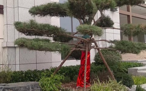 大门朝北东北方位适合栽什么树好？资深园艺师推荐这5种