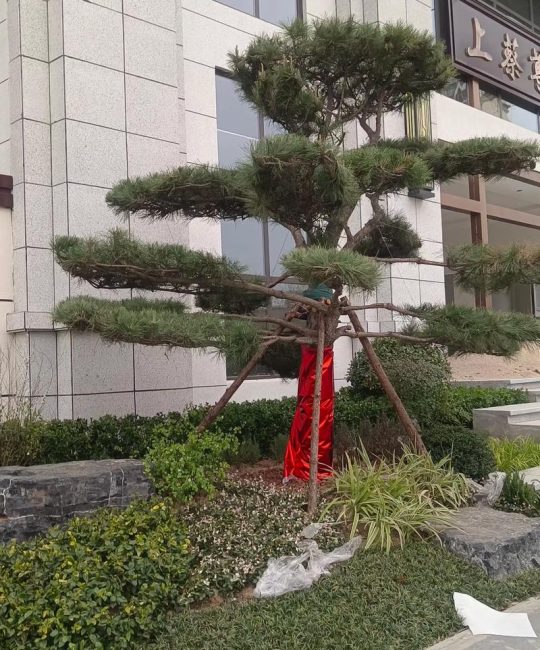 大门朝北东北方位适合栽什么树好？资深园艺师推荐这5种
