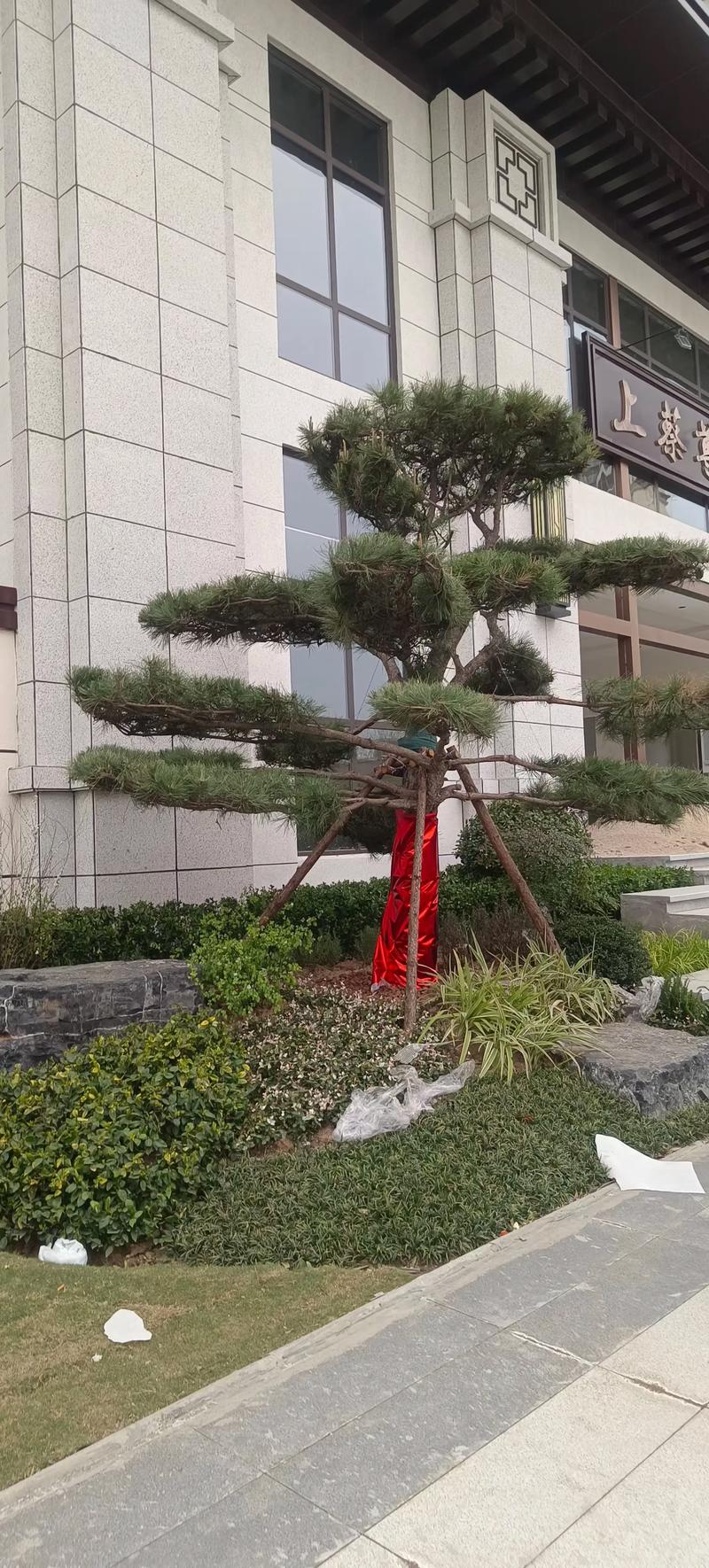 大门朝北东北方位适合栽什么树好?资深园艺师推荐这5种 一、大门朝北东北方位的光照与气候特点