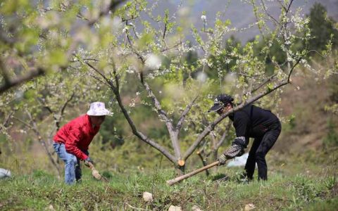 果树施肥的季节选择：生长期与休眠期的差异化方案