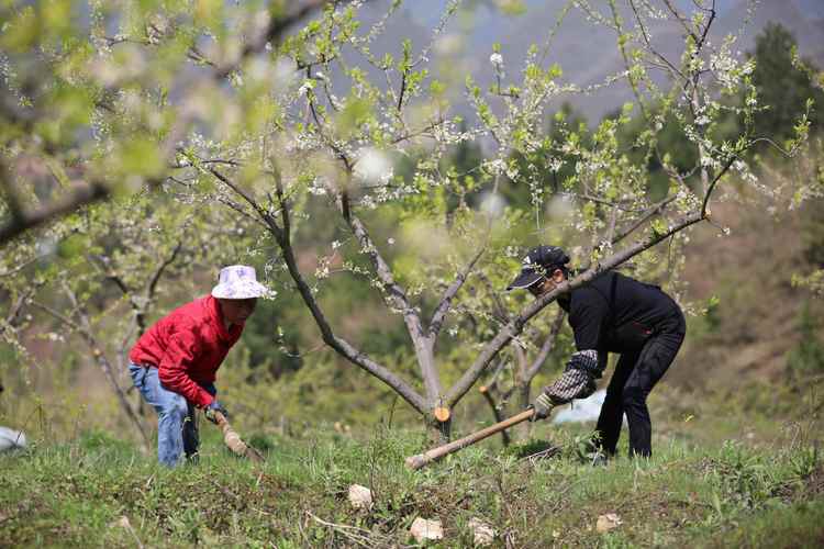 果树施肥的季节选择：生长期与休眠期的差异化方案