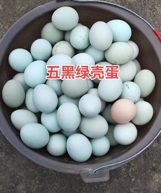 蛋鸡苗批发价格多少钱一只？品种、季节与采购量影响因素分析