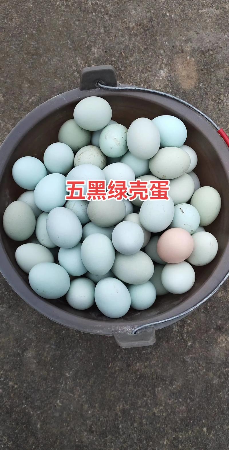 蛋鸡苗批发价格多少钱一只?品种、季节与采购量影响因素分析 蛋鸡苗批发价格多少钱一只?品种、季节与采购量影响因素分析