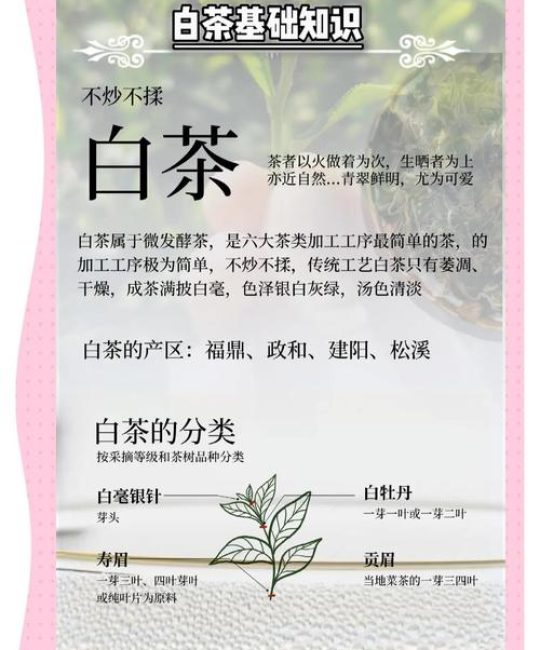 白茶与绿茶的区别与功效：发酵工艺与营养价值的深度解析
