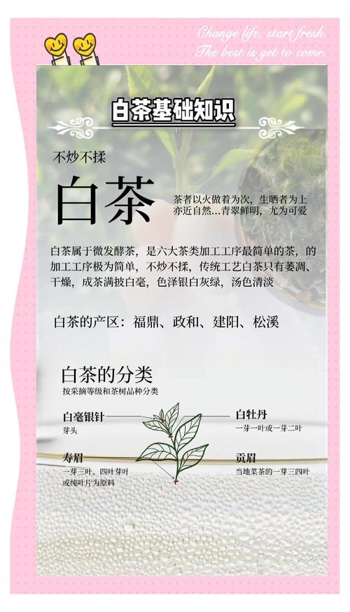 白茶与绿茶的区别与功效:发酵工艺与营养价值的深度解析 白茶与绿茶的区别与功效:发酵工艺与营养价值的深度解析