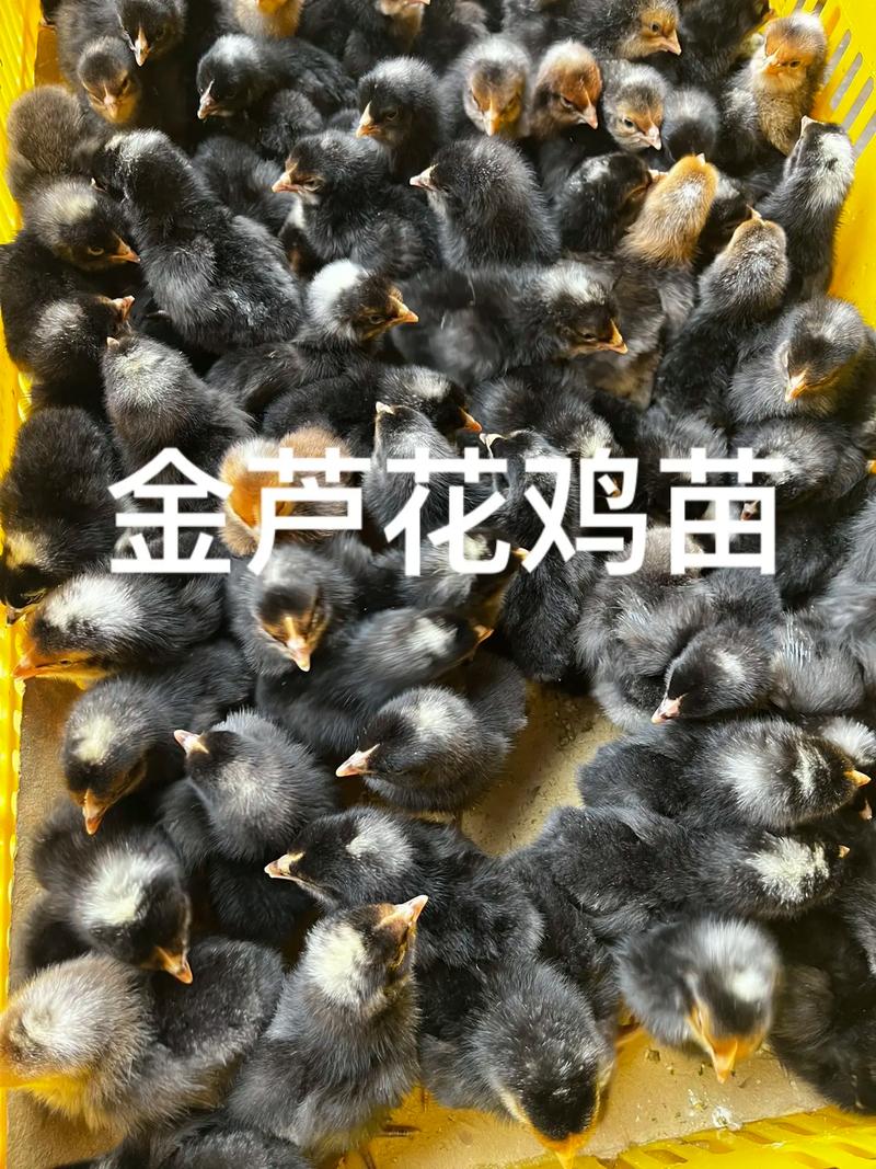 芦花鸡苗采购全攻略:从品种核查到售后保障的系统指南 第三步:健康状况与运输方案评估