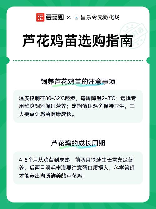 芦花鸡苗采购全攻略:从品种核查到售后保障的系统指南 综合评估表模板