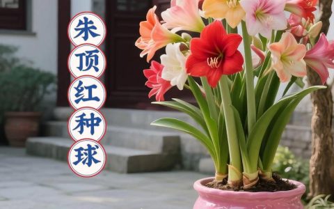 朱顶红怎么养球越来越大？家庭养护全攻略