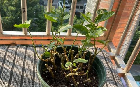 茉莉花幼苗怎么修剪？掌握关键几步，为爆花打好基础