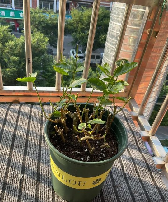 茉莉花幼苗怎么修剪？掌握关键几步，为爆花打好基础