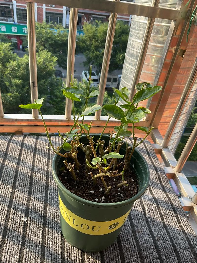 茉莉花幼苗怎么修剪?掌握关键几步,为爆花打好基础 茉莉花幼苗怎么修剪?掌握关键几步,为爆花打好基础