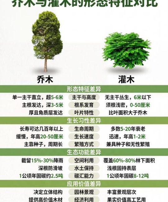 乔木与灌木怎么区分？从形态、结构到园林应用的全维度对比指南