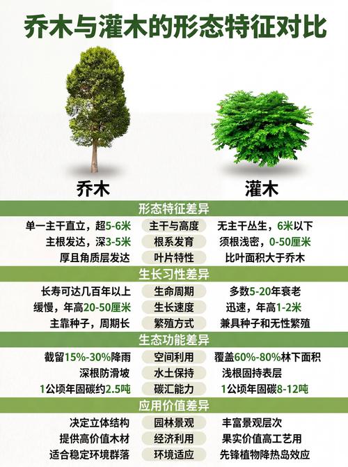 乔木与灌木怎么区分?从形态、结构到园林应用的全维度对比指南 乔木和灌木的核心区别在于主干形态与高度