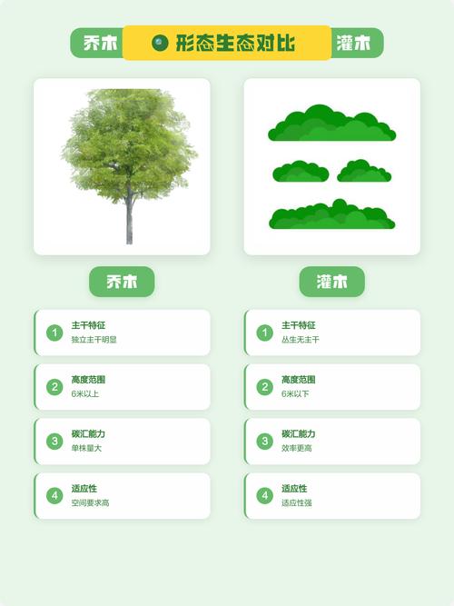 乔木与灌木怎么区分?从形态、结构到园林应用的全维度对比指南 判断乔木与灌木的5个实操标准
