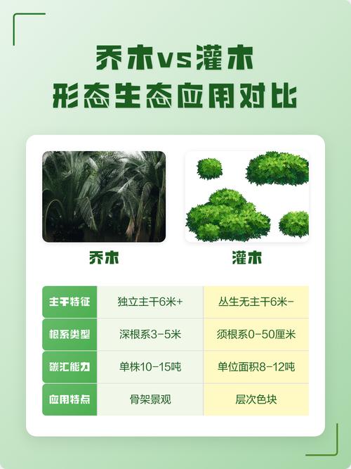 乔木与灌木怎么区分?从形态、结构到园林应用的全维度对比指南 常见错误:不要把“小乔木”当成灌木