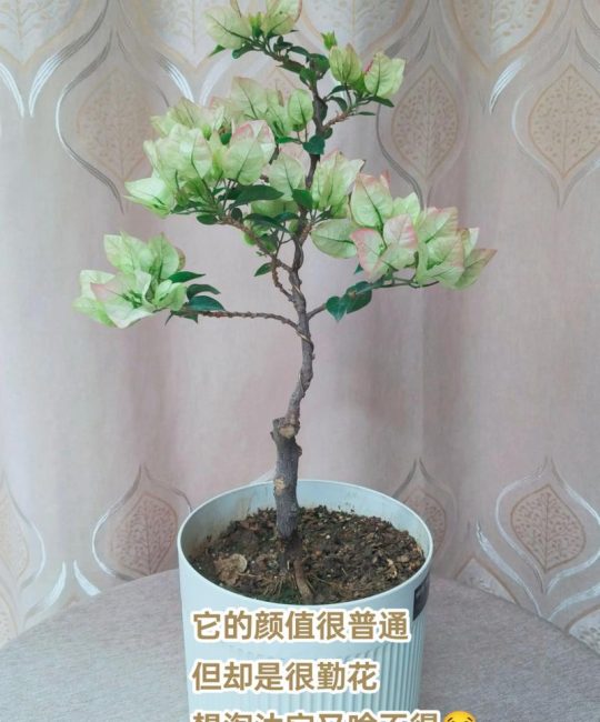 维拉白三角梅勤花吗？一文读懂它的开花习性与养护要点