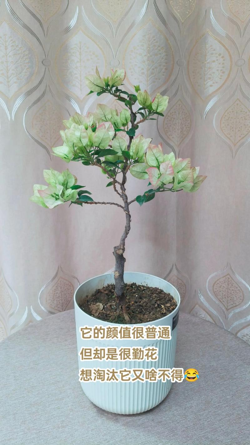 维拉白三角梅勤花吗?一文读懂它的开花习性与养护要点 维拉白三角梅勤花吗?从品种特性说起