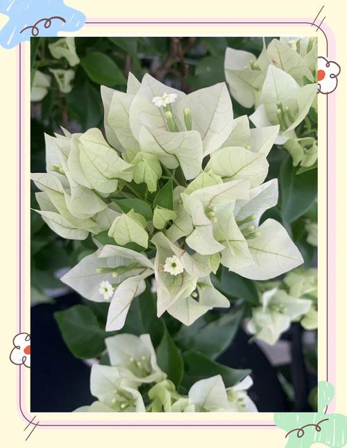 维拉白三角梅勤花吗?一文读懂它的开花习性与养护要点 常见勤花问题排查