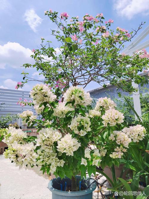 维拉白三角梅勤花吗?一文读懂它的开花习性与养护要点 温度与休眠的影响