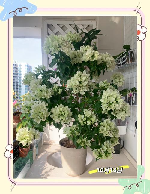 维拉白三角梅勤花吗?一文读懂它的开花习性与养护要点 总结:维拉白值得拥有吗?