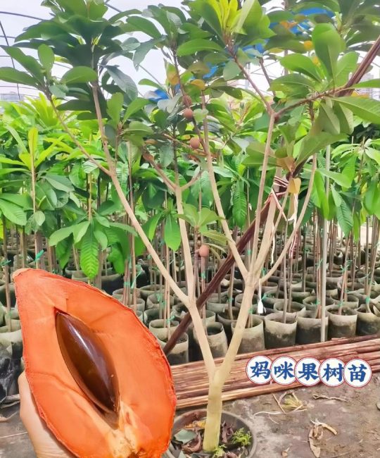 妈咪果树苗多少钱一棵？规格、品种、季节影响报价