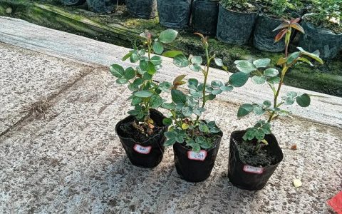 网上买的月季花苗到家后该怎么养？新手入门养护指南