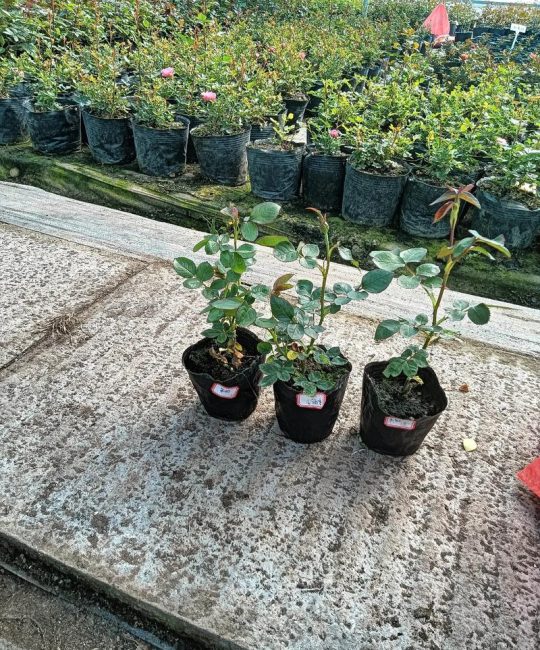 网上买的月季花苗到家后该怎么养？新手入门养护指南