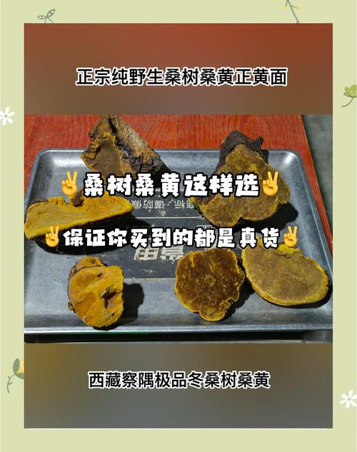 桑树桑黄多少钱一斤?2025年价格区间与5大影响因素解析 影响因素四:购买数量