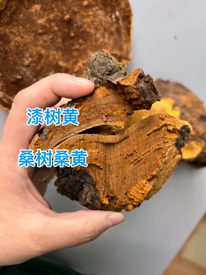 桑树桑黄多少钱一斤?2025年价格区间与5大影响因素解析 价格对比总表