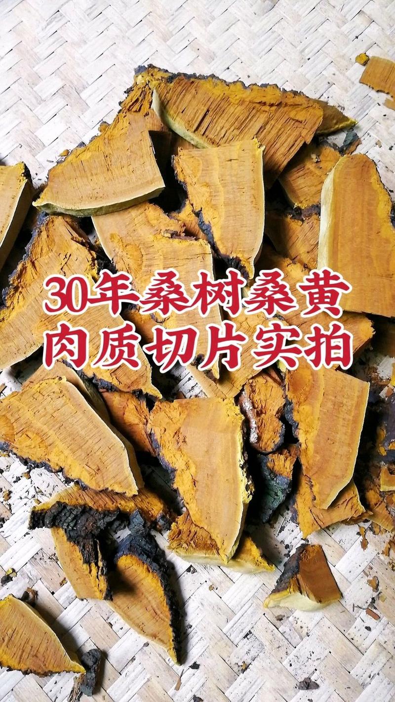 桑树桑黄多少钱一斤?2025年价格区间与5大影响因素解析 常见问题 FAQ