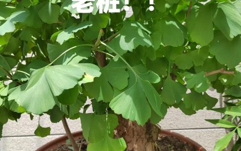 广东适合种银杏树吗？先看三个硬指标