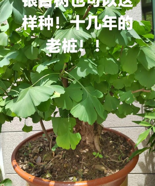 广东适合种银杏树吗？先看三个硬指标