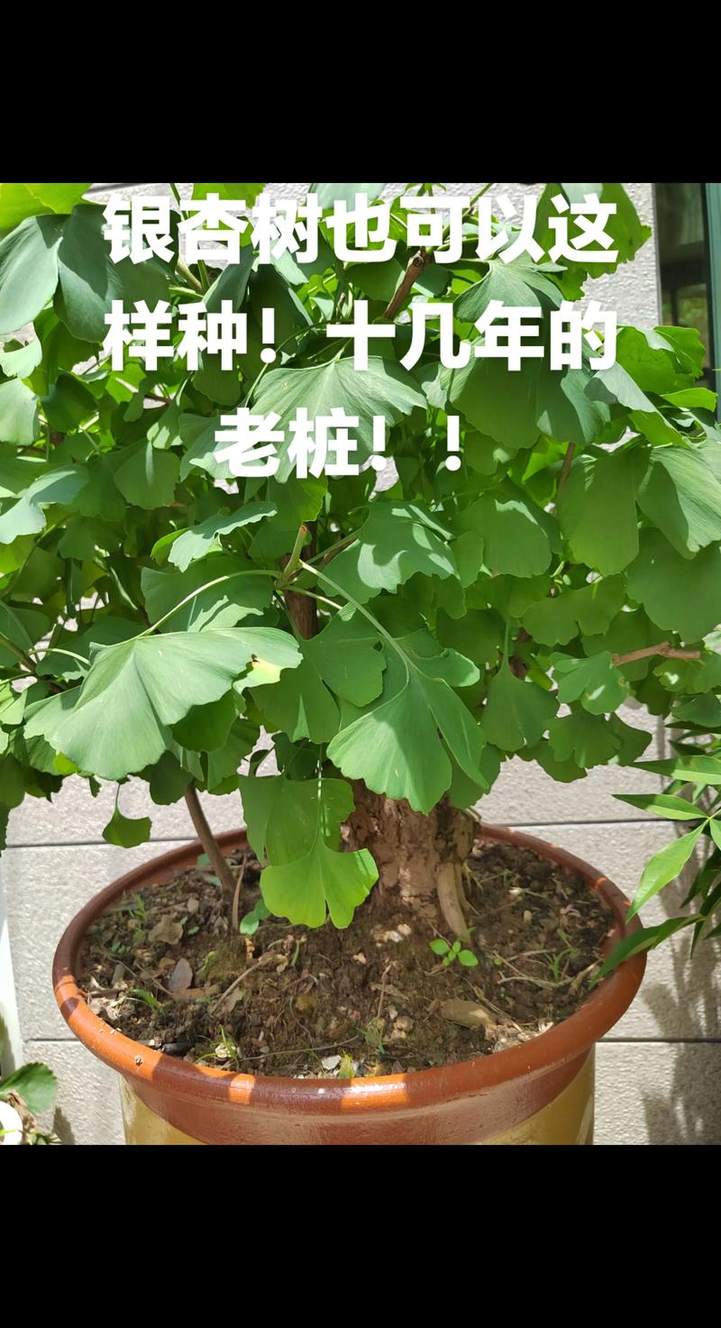 广东适合种银杏树吗?先看三个硬指标 一、银杏的气候需求底线
