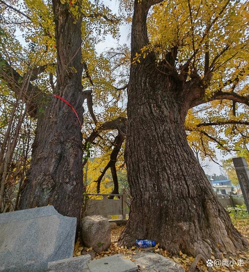 广东适合种银杏树吗?先看三个硬指标 二、广东三个区域适种性分级