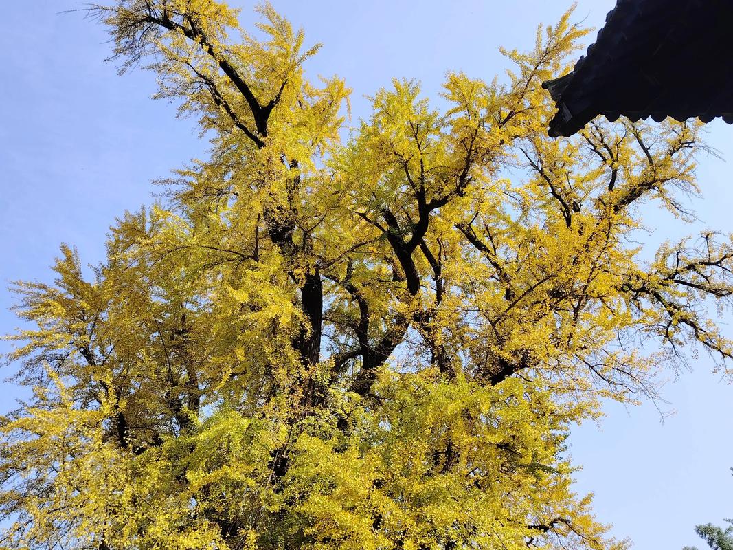广东适合种银杏树吗?先看三个硬指标 四、适种区具体种植操作清单