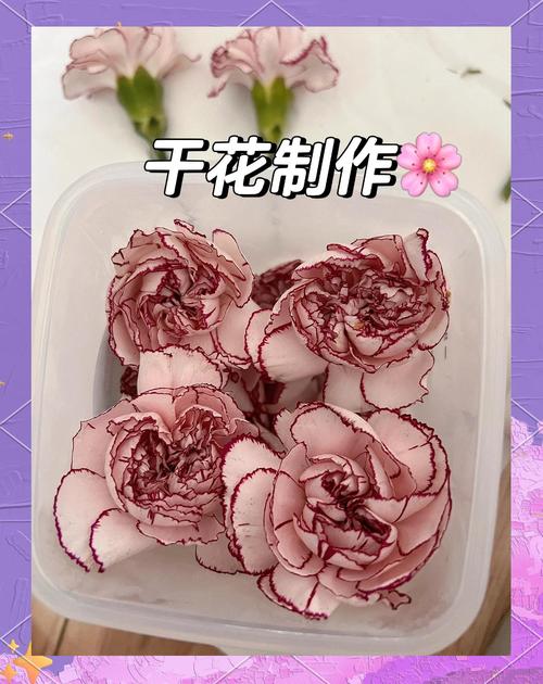 如何将鲜花变成干花?简单实用的干花制作教程 三、干花制作后的保养