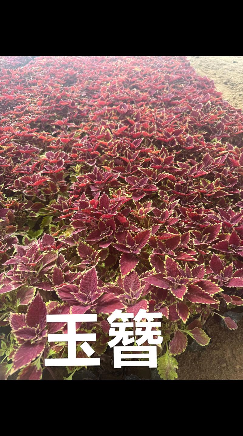 玉簪花价格参考表（2025年）