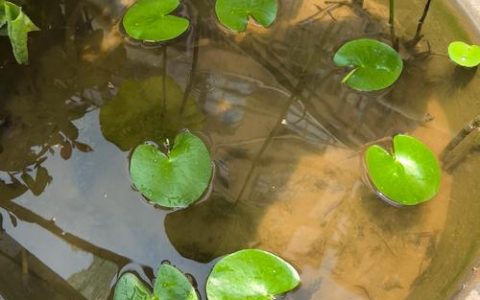 什么草能在水里生长？一篇文章讲清水生植物选择与种植