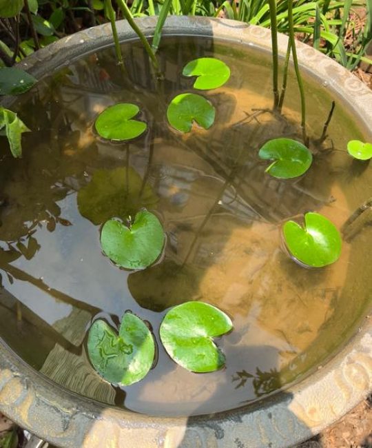 什么草能在水里生长？一篇文章讲清水生植物选择与种植