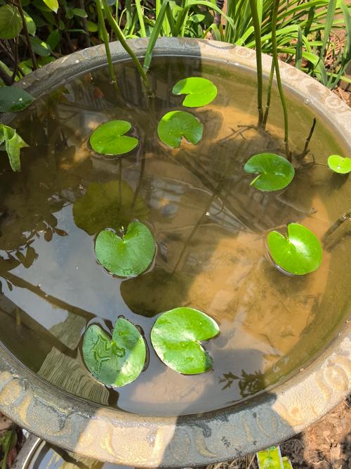 什么草能在水里生长?一篇文章讲清水生植物选择与种植 什么草能在水里生长?一篇文章讲清水生植物选择与种植