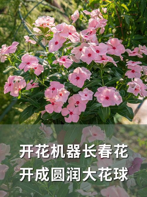 长春花吉利吗?从风水寓意到养护实操,一篇讲透 盆栽/地栽选择决策