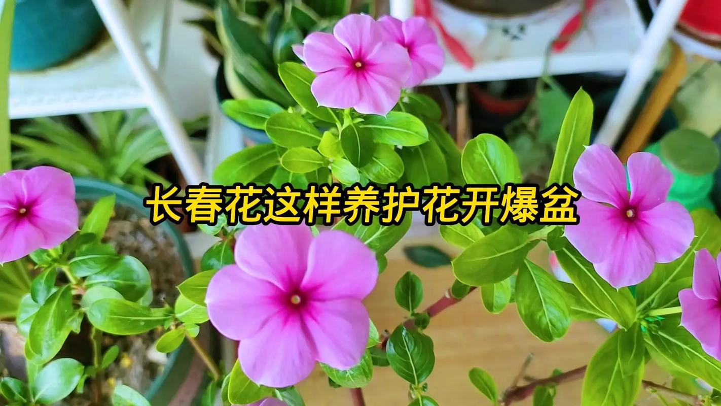 长春花吉利吗?从风水寓意到养护实操,一篇讲透 常见误区与纠正